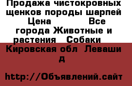 Продажа чистокровных щенков породы шарпей › Цена ­ 8 000 - Все города Животные и растения » Собаки   . Кировская обл.,Леваши д.